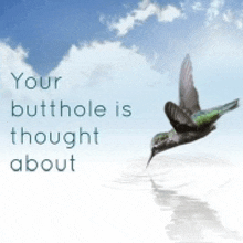 Inspirational Quotes Hummingbird GIF