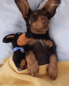 Dobie Doggie GIF - Dobie Doggie Sleeping GIFs