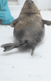 a seal is laying on its back on the floor