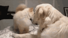 Golden Retriever Dog GIF - Golden Retriever Dog Doggo GIFs