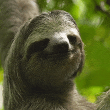 Winking Sloth GIF - Winking Sloth Robert E Fuller GIFs