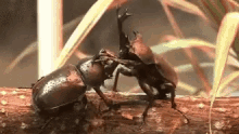 Bugs Beetle GIF - Bugs Beetle Hercules GIFs