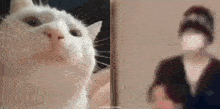 a close up of a white cat looking at the camera and a blurry picture of a person .
