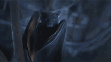 Bat Wings GIF - Bat Wings GIFs