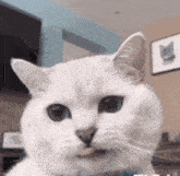 a close up of a white cat 's face with a picture of a cat on the wall behind it