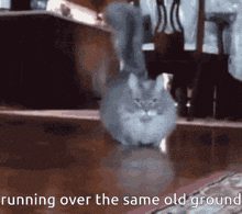 a cat is running over the same old ground in a room