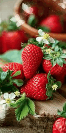 Berries Red GIF