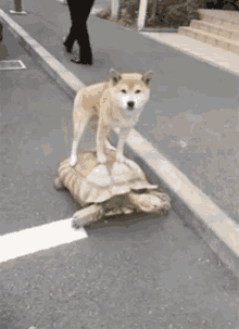 Dog Ride GIF - Dog Ride Turtle GIFs