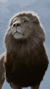 a close up of a lion 's face looking up at the sky
