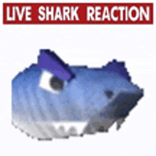 Shark Reaction Live Reaction GIF - Shark Reaction Reaction Live Reaction GIFs