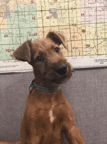 Irish Terrier Puppy GIF - Irish Terrier Puppy Terrier GIFs
