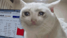 a white cat is crying in front of a computer screen with a stock chart on it .
