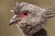 Screamer Bird Chauna Torquata GIF - Screamer Bird Screamer Chauna Torquata GIFs