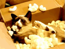Packing Peanuts?! GIF - Cats Cat In Box Peanuts GIFs