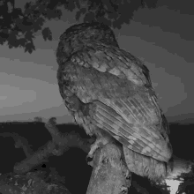 Observing Tawny Owl GIF - Observing Tawny Owl Robert E Fuller GIFs
