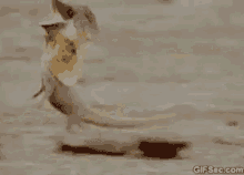 エリマキトカゲ トカゲ　動物 GIF - Dash Hurry Frilled Neck Lizard GIFs