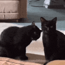 two black cats are looking at each other in a living room