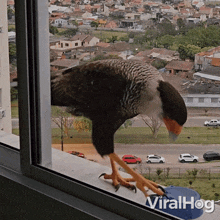 A Falcon Got Scared Viralhog GIF - A Falcon Got Scared Falcon Viralhog GIFs