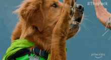 High Five The Pack GIF - High Five The Pack Good Job GIFs