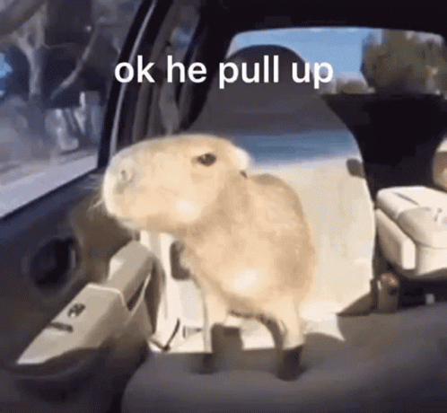 capybara-ok-he-pull-up.gif