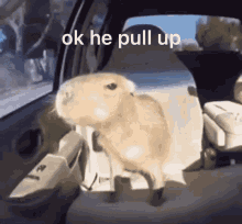 capybara ok he pull up capybaras car meme