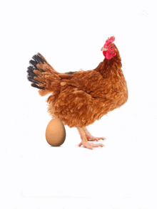 the word family is on a brown egg