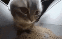 Cat Jiggy GIF - Cat Jiggy GIFs