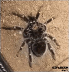 Spider Bug GIF - Spider Bug GIFs