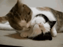 Cats Lick GIF - Cats Lick Love GIFs