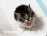 Kitten Kitty GIF - Kitten Kitty Who Made Blud Mad GIFs