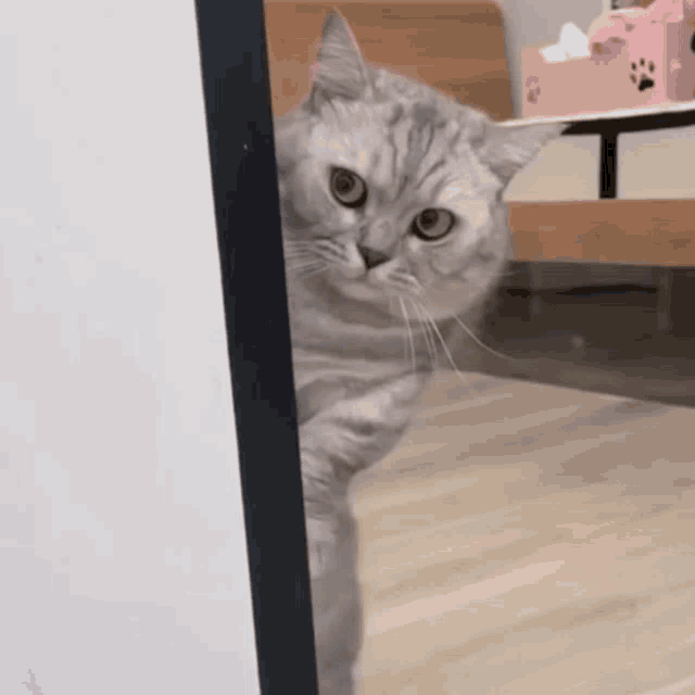 Cat Cats GIF Cat Cats Cats Of The World Discover & Share GIFs