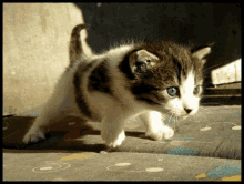 a brown and white kitten with blue eyes is walking