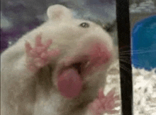 a close up of a hamster with its mouth open and its tongue sticking out .