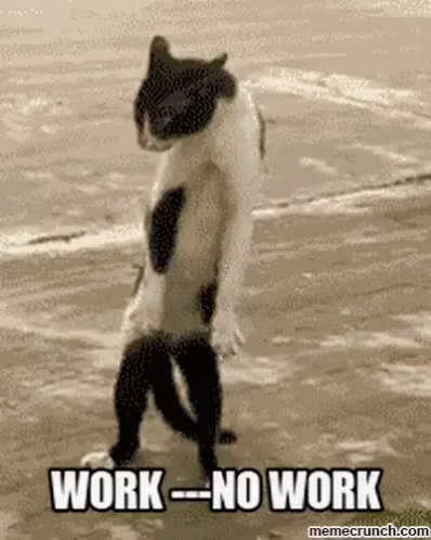 No Work Work GIF - No Work Work Cat GIFs