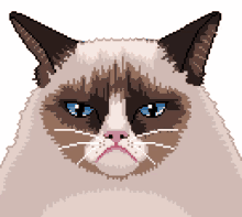 grumpy cat angry beastmode colorful