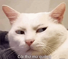 a white cat with an angry look on its face is sitting on a bed .