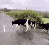 Cows Cattle GIF