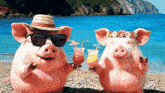 two pigs wearing sunglasses and straw hats are holding drinks on a beach