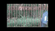 a person is standing behind a metal fence with a blue umbrella .