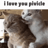 Pivicle Cats GIF