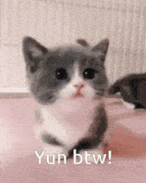 a gray and white cat is sitting on a pink surface with the words yun btw written below it