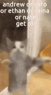 a picture of a cat with the words andrew or caro or ethan or raina or nate get on
