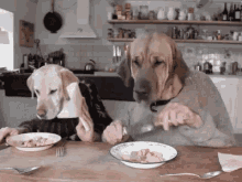Dogs Eating With Man Hands Cani Che Mangiano Con Le Mani GIF - Dogs Eating With Man Hands Cani Che Mangiano Con Le Mani Cani Che Mangiano GIFs