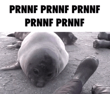 Prnnf Real Laincord GIF - Prnnf Real Laincord Seal Fart GIFs