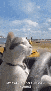 Cat Drift GIF - Cat Drift Catdrift GIFs