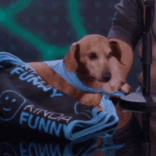 Portillo Kinda Funny GIF - Portillo Kinda Funny Weiner Dog GIFs