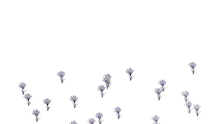 transparent background flowers background flowers flowers for you for you
