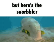 Snorbbler Heres The GIF - Snorbbler Heres The Dugong GIFs
