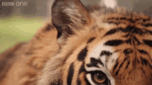 Looking In To The Soul Of A Tiger GIF