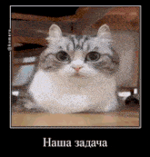 a picture of a cat with a caption in a foreign language